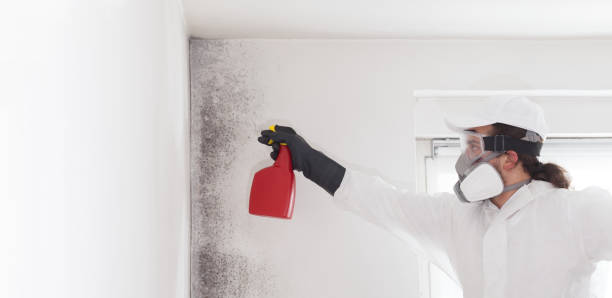 Best Fast Mold Removal  in Tangelo Park, FL