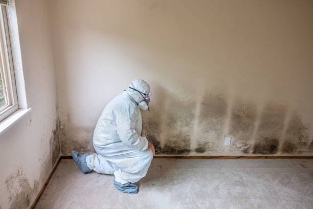 Mold Testing and Removal in Tangelo Park, FL